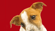 mobile Hundeschule GEF�HRTEN - Beratung und Training in R�dersdorf, Woltersdorf, Strausberg und Erkner