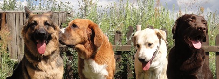 Mobile Hundeschule Gef&auml;hrten