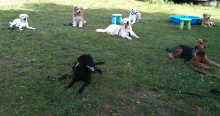Hundetrainer Berlin, Brandenburg Erkner