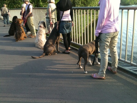 Mobile Hundeschule Gef&auml;hrten