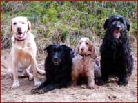 mobile Hundeschule GEF&Auml;HRTEN - Beratung und Training in R&uuml;dersdorf, Woltersdorf, Strausberg und Erkne