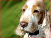mobile Hundeschule GEF&Auml;HRTEN - Beratung und Training in R&uuml;dersdorf, Woltersdorf, Strausberg und Erkne