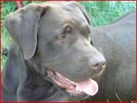 mobile Hundeschule GEF&Auml;HRTEN - Beratung und Training in R&uuml;dersdorf, Woltersdorf, Strausberg und Erkne